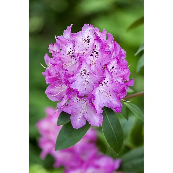 Pflanzen für dich Rhododendron 30-40 cm - Rhododendron williamsianum 'Andrea', Blütenfarbe: Rosa - Lebhafte lila Rhododendronblüten mit dunklen Flecken und grünen Blättern.