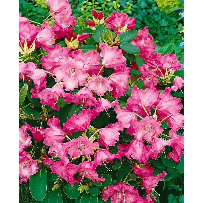 Pflanzen für dich Rhododendron 30-40 cm - Rhododendron williamsianum 'Andrea', Blütenfarbe: Rosa - Üppige pinkfarbene Rhododendronblüten in voller Blüte, umgeben von grünen Blättern und Knospen.