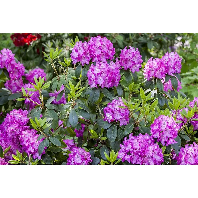 Pflanzen für dich Rhododendron 30-40 cm - Rhododendron williamsianum 'Andrea', Blütenfarbe: Rosa - Leuchtende lila Rhododendronblüten an einem Busch mit grünen Blättern.