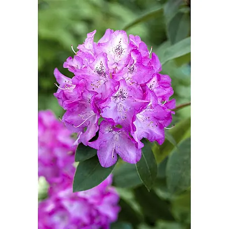 Pflanzen für dich  Rhododendron 30-40 cm