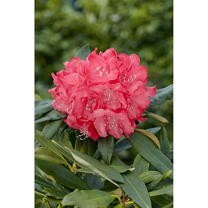 Pflanzen für dich Rhododendron 60 cm - Rhododendron makinoi 'Diamant', Blütenfarbe: Rosa - Ein leuchtendes Korallenrot-Rhododendronblütenbündel mit weißen Staubgefäßen, umgeben von dunkelgrünen Blättern.