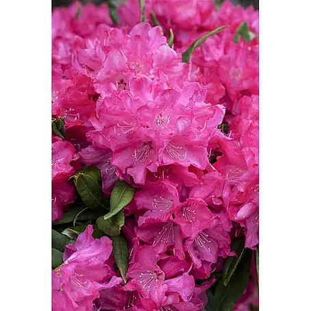 Pflanzen für dich  Rhododendron 60 cm