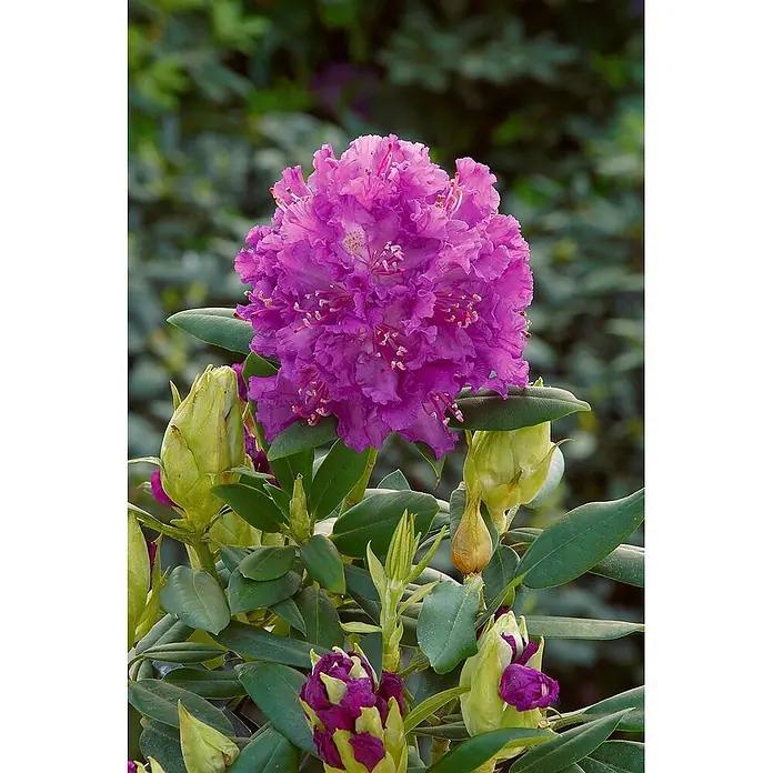 Pflanzen für dich Rhododendron 60 cm - Rhododendron makinoi 'Diamant', Blütenfarbe: Rosa - Lebendige purpurfarbene Rhododendronblüte in voller Pracht, umgeben von grünen Blättern und ungeöffneten Knospen.