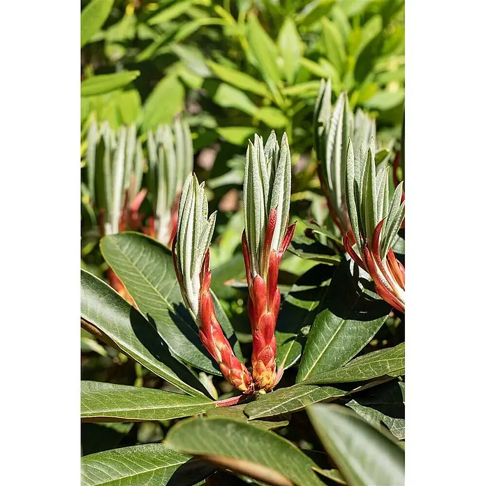 Pflanzen für dich Rhododendron 60-70 cm - Rhododendron traillianum, Blütenfarbe: Weiß - Neuer Pflanzenwuchs mit leuchtend roten Basen und sich entfaltenden hellgrünen, flaumigen Blättern.