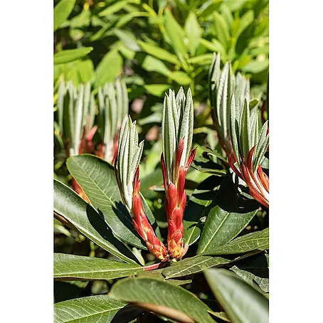 Pflanzen für dich  Rhododendron 60-70 cm