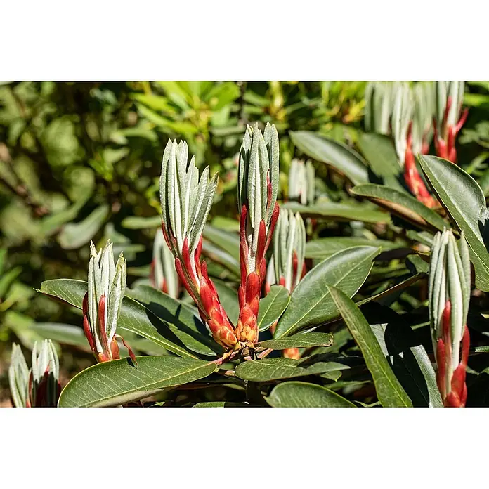 Pflanzen für dich Rhododendron 60-70 cm - Rhododendron traillianum, Blütenfarbe: Weiß - Nahaufnahme von neuem Pflanzenwuchs mit roten Schutzknospen und sich entfaltenden, flaumigen, hellgrünen Blättern.