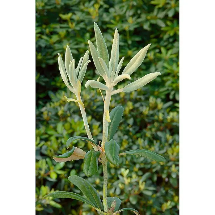Pflanzen für dich Rhododendron 60-70 cm - Rhododendron traillianum, Blütenfarbe: Weiß - Ein Pflanzenstiel mit weichen, hellgrünen jungen Blättern oben und dunkleren, reifen Blättern unten.