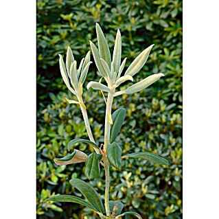 rhododendron portugal Tree Rhododendron Rhododendron arboreum 100 Seeds  R&B Floridaseeds