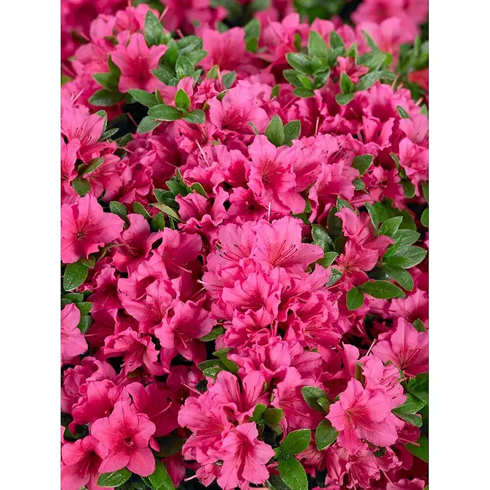 Pflanzen für dich Rhododendron 15-20 cm - Rhododendron obtusum 'Michiko', Blütenfarbe: Rosa - Leuchtend pinkfarbene Azaleenblüten mit grünen Blättern.
