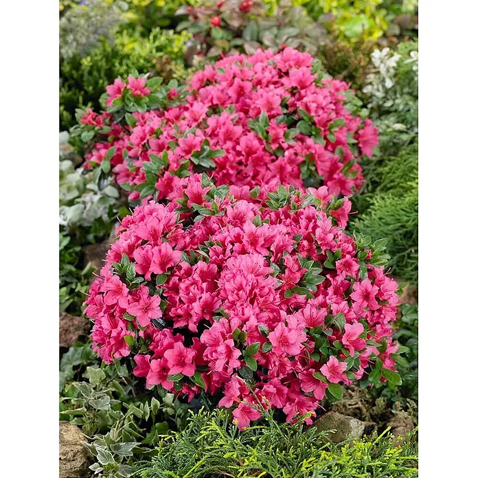 Pflanzen für dich Rhododendron 15-20 cm - Rhododendron obtusum 'Michiko', Blütenfarbe: Rosa - Zwei leuchtend rosa Azaleensträucher in voller Blüte, in einer üppigen Gartenumgebung.