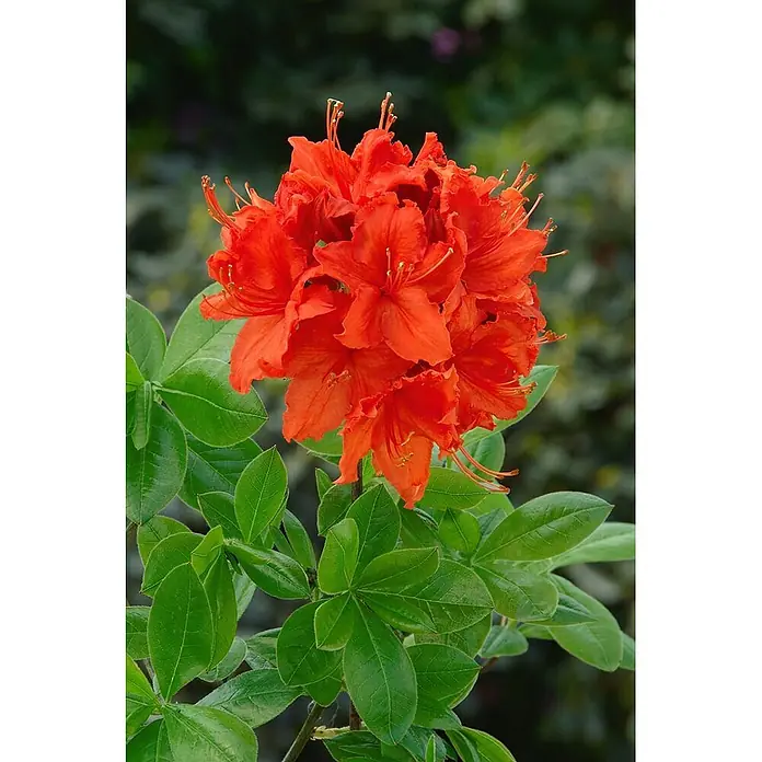Pflanzen für dich Rhododendron 50-60 cm - Rhododendron luteum 'Fanal', Blütenfarbe: Gelb - Leuchtend rote/orange Azaleenblüten auf einer Pflanze mit grünen Blättern.