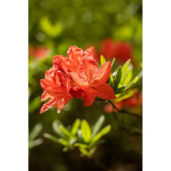 Pflanzen für dich Rhododendron 50-60 cm - Rhododendron luteum 'Fanal', Blütenfarbe: Gelb - Nahaufnahme von leuchtend orangefarbenen, azaleenähnlichen Blüten mit grünen Blättern.