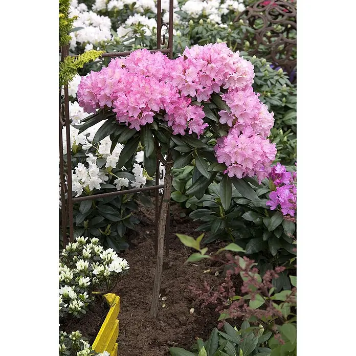 Pflanzen für dich Rhododendron 40-50 cm - Rhododendron yakushimanum 'Kalinka', Blütenfarbe: Rosa - Eine rosa Rhododendron-Stammpflanze, die in einem Gartenbeet mit weiteren Pflanzen üppig blüht.