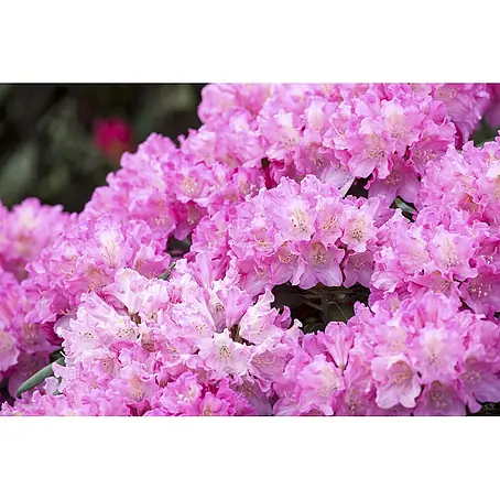 Pflanzen für dich  Rhododendron 30-40 cm