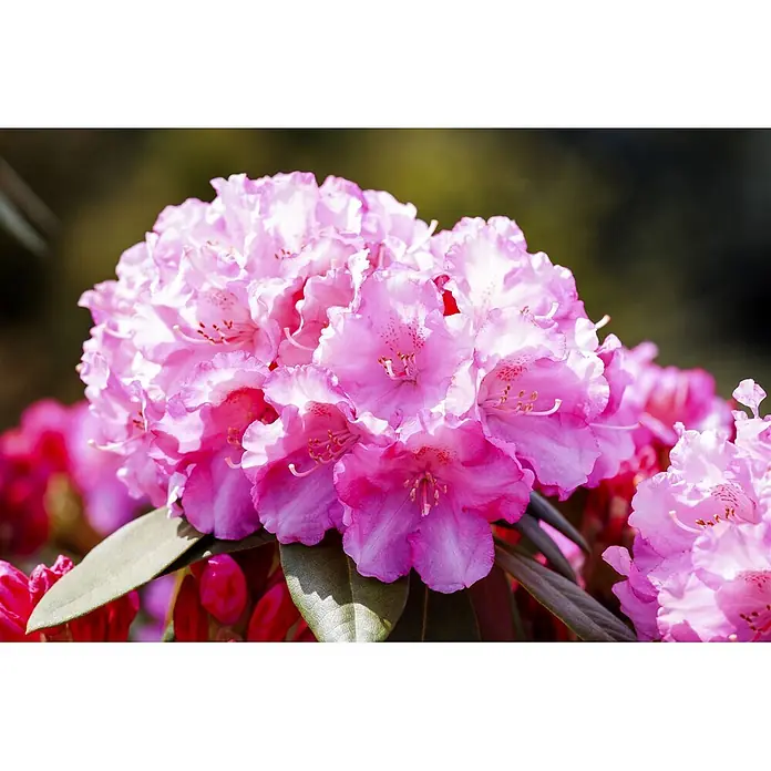 Pflanzen für dich Rhododendron 40-50 cm - Rhododendron yakushimanum 'Kalinka', Blütenfarbe: Rosa - Lebhafte rosa Rhododendronblüten in einer Blütentraube mit grünen Blättern darunter.