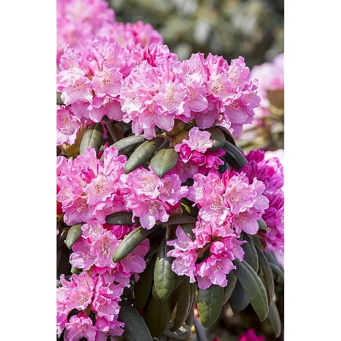 Pflanzen für dich Rhododendron 40-50 cm - Rhododendron yakushimanum 'Kalinka', Blütenfarbe: Rosa - Dichter Strauß leuchtend pinker Rhododendronblüten mit dunkelgrünen Blättern.