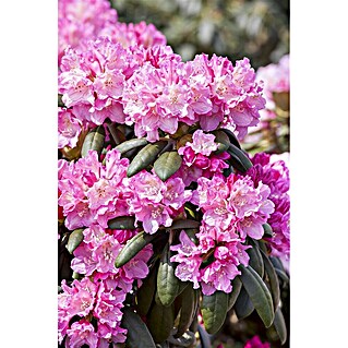 thuja schnitt hochbeet VegTrug® Hochbeet Klassik 1,8 m – Hochbeet aus Zedernholz