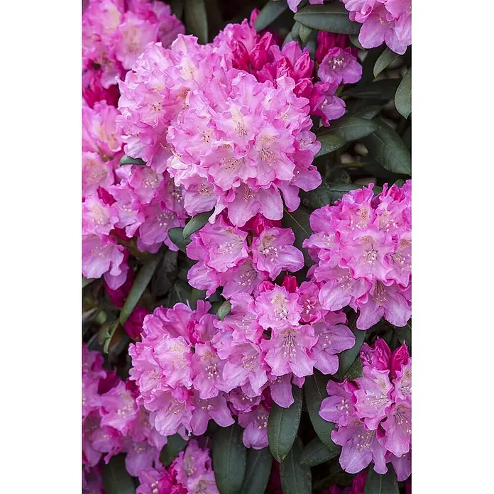 Pflanzen für dich Rhododendron 40-50 cm - Rhododendron yakushimanum 'Kalinka', Blütenfarbe: Rosa - Leuchtend rosa Rhododendronblüten in voller Blüte.