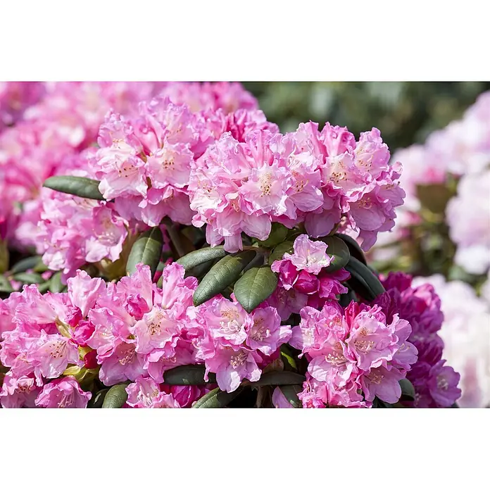 Pflanzen für dich Rhododendron 40-50 cm - Rhododendron yakushimanum 'Kalinka', Blütenfarbe: Rosa - Eine üppige Ansammlung leuchtend pinker Rhododendronblüten mit dunkelgrünen Blättern.