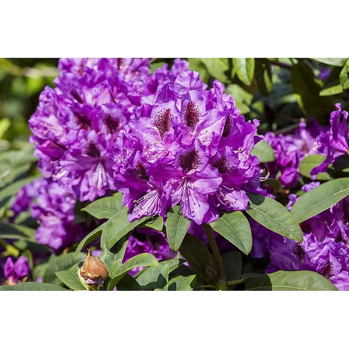 Pflanzen für dich Rhododendron 100-120 cm - Rhododendron 'Blue Peter', Blütenfarbe: Lila - Nahaufnahme von leuchtend lila Rhododendronblüten mit dunklen Flecken und grünen Blättern.