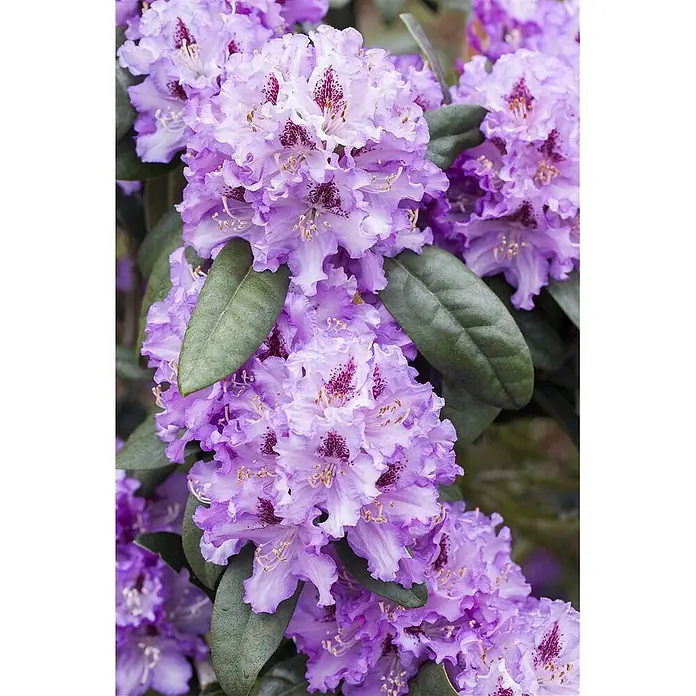 Pflanzen für dich Rhododendron 100-120 cm - Rhododendron 'Blue Peter', Blütenfarbe: Lila - Dichte Gruppe leuchtend lavendelfarbener Rhododendronblüten mit gekräuselten Blütenblättern und dunklen Flecken, umgeben von tiefgrünen Blättern.