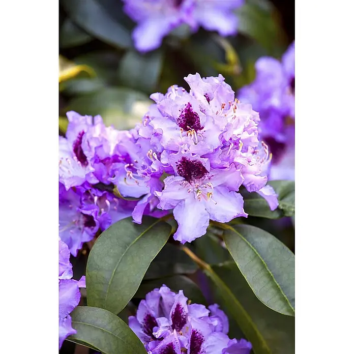 Pflanzen für dich Rhododendron 100-120 cm - Rhododendron 'Blue Peter', Blütenfarbe: Lila - Leuchtend violette Rhododendronblüten mit dunklen Zentren zwischen grünen Blättern.