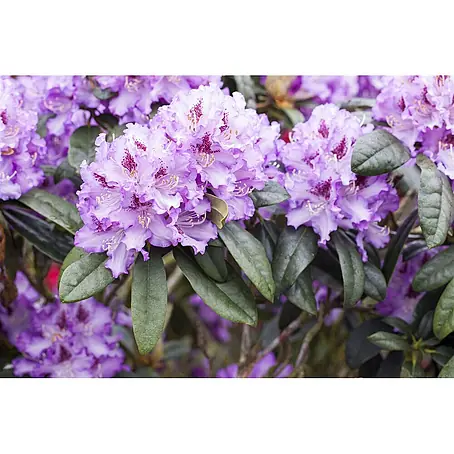 Pflanzen für dich  Großblumiger Rhododendron 70-80 cm