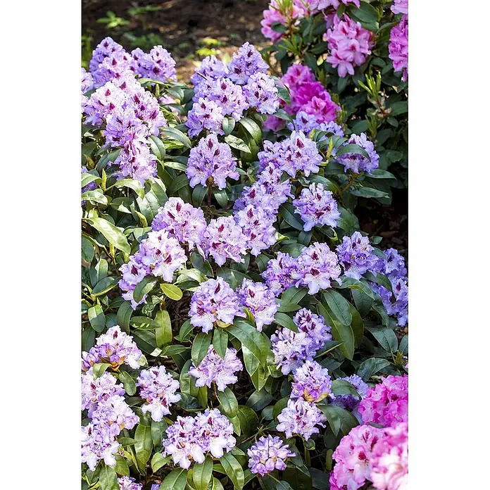 Pflanzen für dich Rhododendron 100-120 cm - Rhododendron 'Blue Peter', Blütenfarbe: Lila - Lebhafte lila und rosa Rhododendronblüten blühen reichlich an einem Strauch in einem Garten.