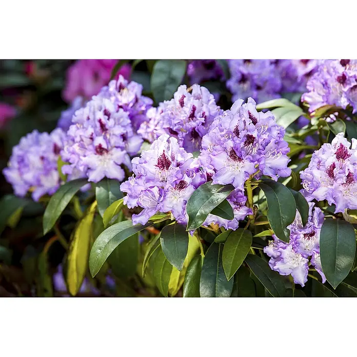 Pflanzen für dich Rhododendron 100-120 cm - Rhododendron 'Blue Peter', Blütenfarbe: Lila - Hellviolette Rhododendronblüten mit dunklen Markierungen, umgeben von grünen Blättern.