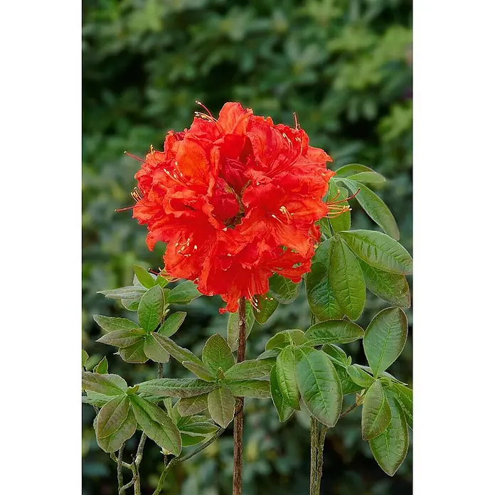 Pflanzen für dich Rhododendron 20-30 cm - Rhododendron luteum 'Feuerwerk', Blütenfarbe: Orange - Lebhaft rote, geballte Blüte mit grünen Blättern.