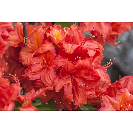 Pflanzen für dich  Rhododendron 20-30 cm