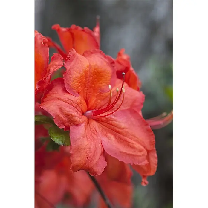Pflanzen für dich Rhododendron 20-30 cm - Rhododendron luteum 'Feuerwerk', Blütenfarbe: Orange - Nahaufnahme einer leuchtend rot-orangen blühenden Blume mit detaillierten Blütenblättern und auffälligen roten Staubblättern.