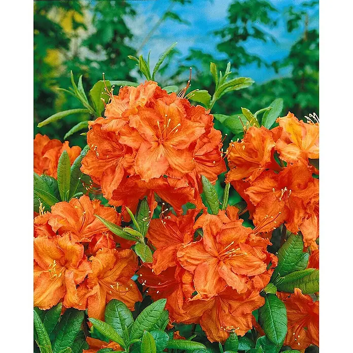 Pflanzen für dich Rhododendron 20-30 cm - Rhododendron luteum 'Feuerwerk', Blütenfarbe: Orange - Büschel leuchtend oranger, azaleenartiger Blüten mit gekräuselten Blütenblättern und auffälligen Staubgefäßen im grünen Laub.