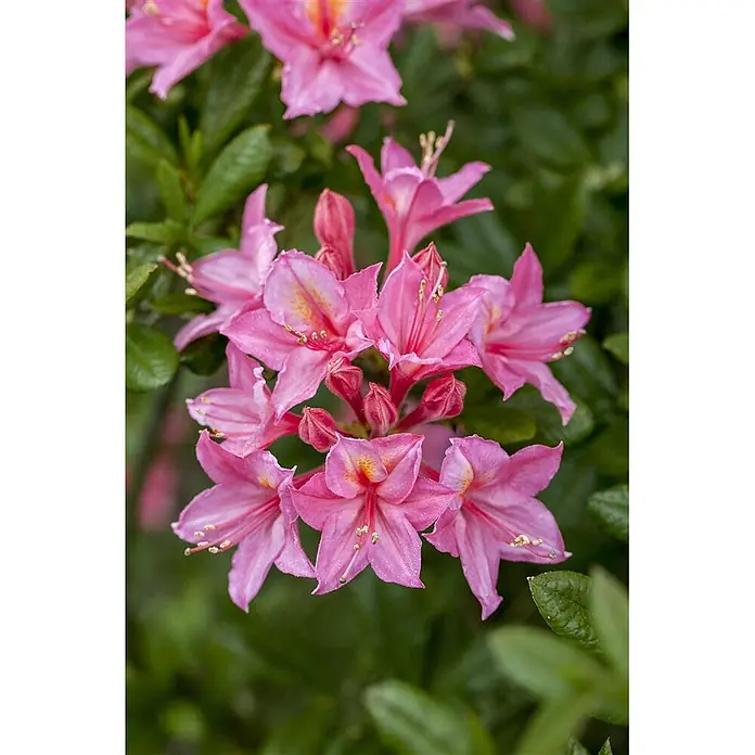 Pflanzen für dich Rhododendron 40-50 cm - Rhododendron luteum 'Rosata', Blütenfarbe: Rosa - Leuchtend pinke Blüten mit zarten Blütenblättern und kontrastierenden gelb-orangen Staubblättern.