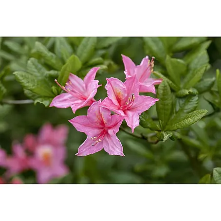 Pflanzen für dich  Rhododendron 30-40 cm