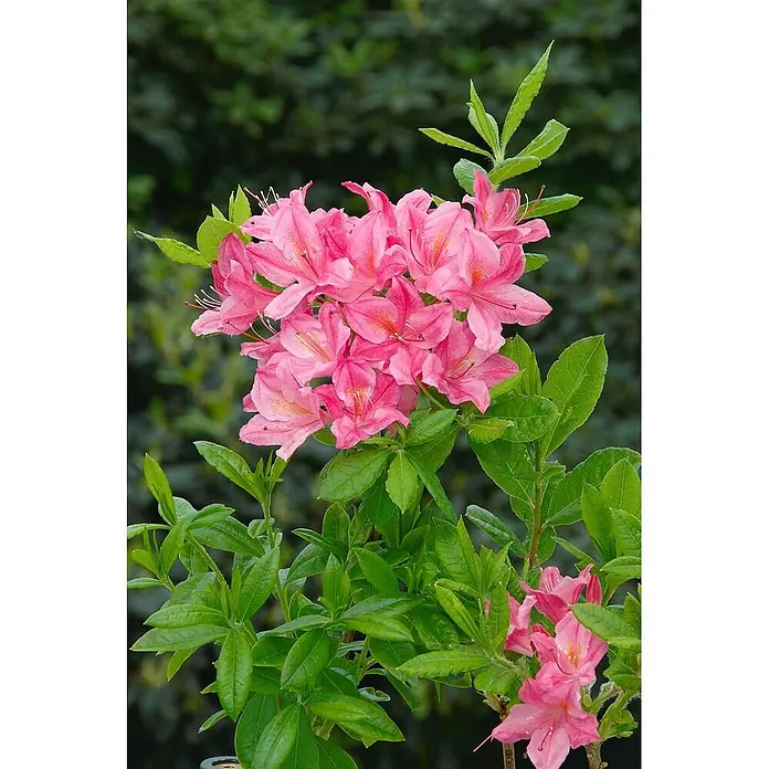 Pflanzen für dich Rhododendron 30-40 cm - Rhododendron luteum 'Josephine Klinger', Blütenfarbe: Gelb - Lebhaft rosa Blüten mit auffälligen Staubgefäßen an einer grünen Blattpflanze.