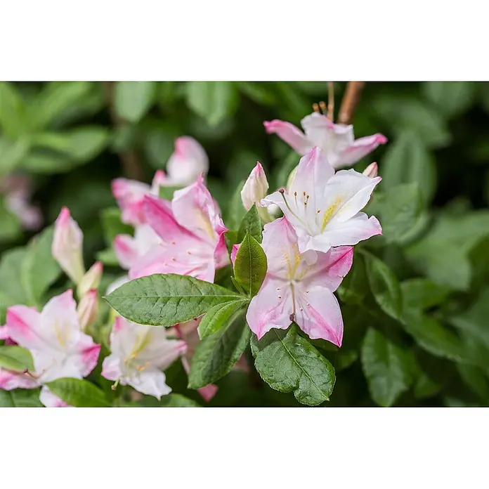 Pflanzen für dich Rhododendron 40-50 cm - Rhododendron luteum 'Rosata', Blütenfarbe: Rosa - Zarte pink-weiße Blüten mit auffälligen gelben Staubblättern und tiefgrünen Blättern, nah aufgenommen.