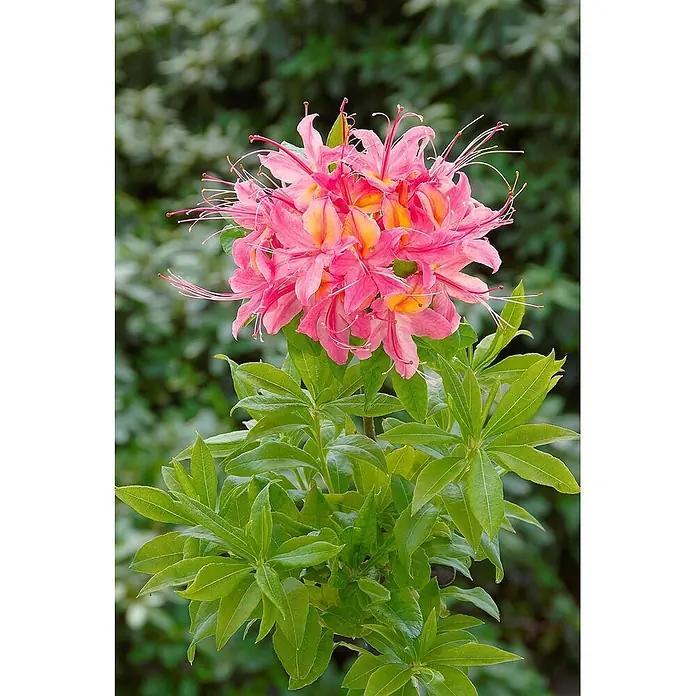 Pflanzen für dich Rhododendron 40-50 cm - Rhododendron luteum 'Rosata', Blütenfarbe: Rosa - Lebendige rosa und orangefarbene Blüten an einer Pflanze mit grünen Blättern.