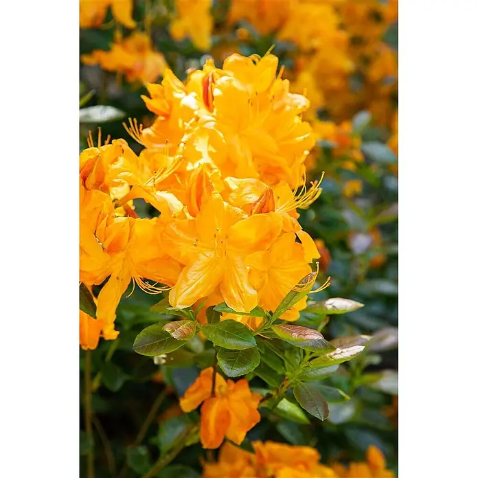Pflanzen für dich Rhododendron 60-70 cm - Rhododendron luteum 'Klondyke', Blütenfarbe: Orange - Leuchtend orangefarbene Blüten mit markanten Staubblättern in voller Blüte.
