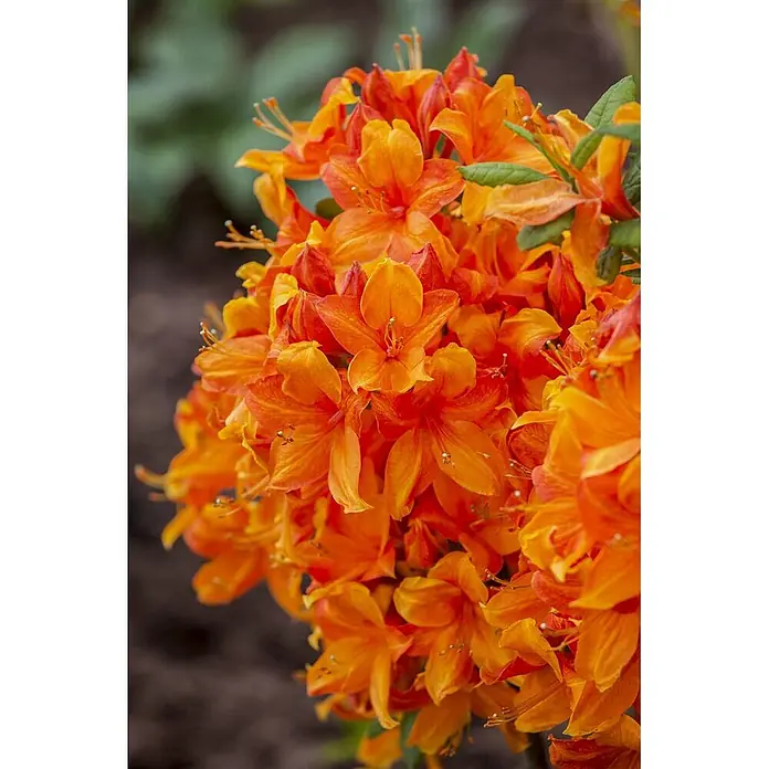 Pflanzen für dich Rhododendron 60-70 cm - Rhododendron luteum 'Klondyke', Blütenfarbe: Orange - Leuchtend orangefarbene Blüten in einer üppigen Ansammlung, die ihre zarten Blütenblätter und Staubblätter zeigen.