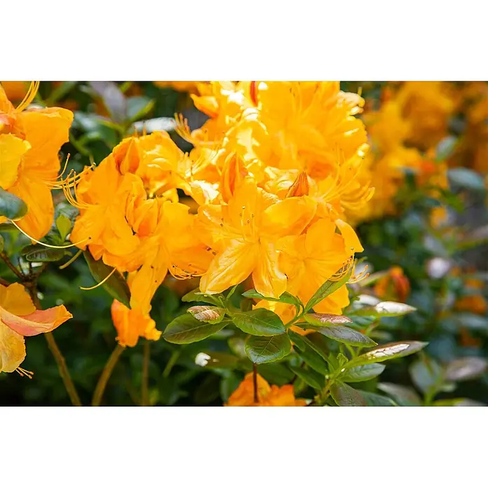Pflanzen für dich Rhododendron 60-70 cm - Rhododendron luteum 'Klondyke', Blütenfarbe: Orange - Lebhaft orangefarbene Azaleenblüten in voller Blüte mit grünen Blättern.