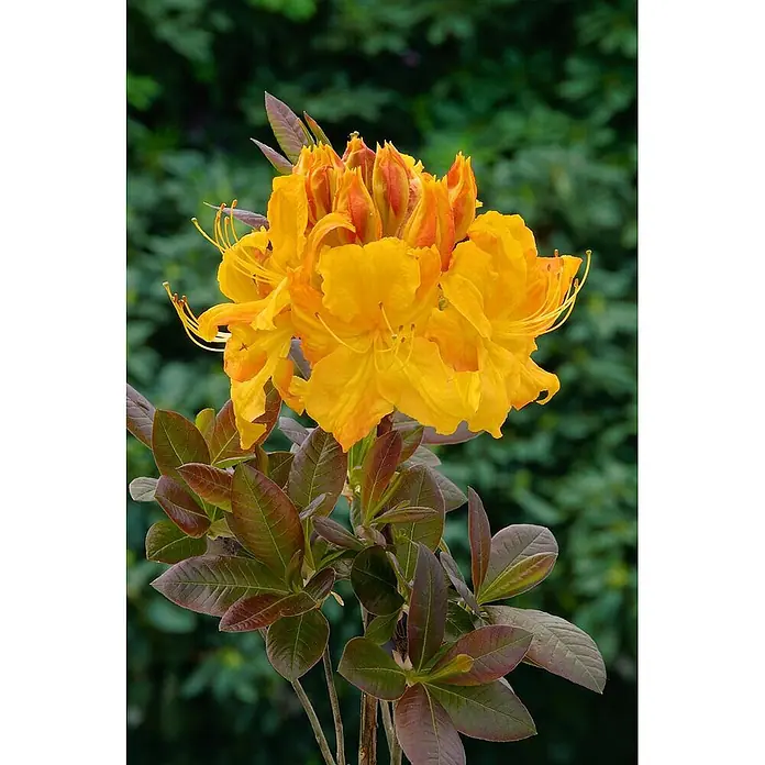 Pflanzen für dich Rhododendron 60-70 cm - Rhododendron luteum 'Klondyke', Blütenfarbe: Orange - Leuchtend gelbe und orange Blüten an einer Pflanze mit dunkelgrünen und rotbraunen Blättern.