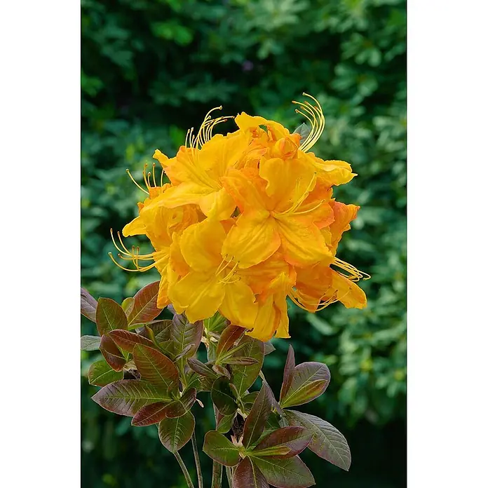 Pflanzen für dich Rhododendron 60-70 cm - Rhododendron luteum 'Klondyke', Blütenfarbe: Orange - Leuchtend gelbe Azaleenblüten mit langen Staubblättern und rotgrünen Blättern.