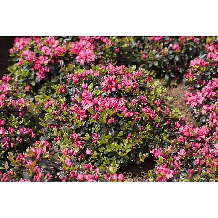 Pflanzen für dich Rhododendron 20-25 cm - Rhododendron obtusum 'Rosinetta', Blütenfarbe: Rosa - Leuchtend pinkfarbene Azaleensträucher mit sattgrünen Blättern, blühend in einem Garten.