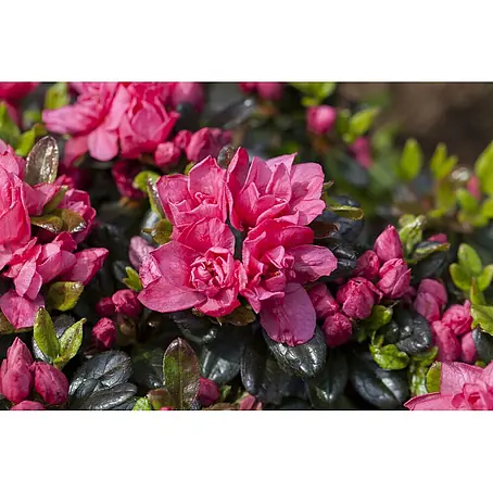 Pflanzen für dich  Rhododendron 20-25 cm