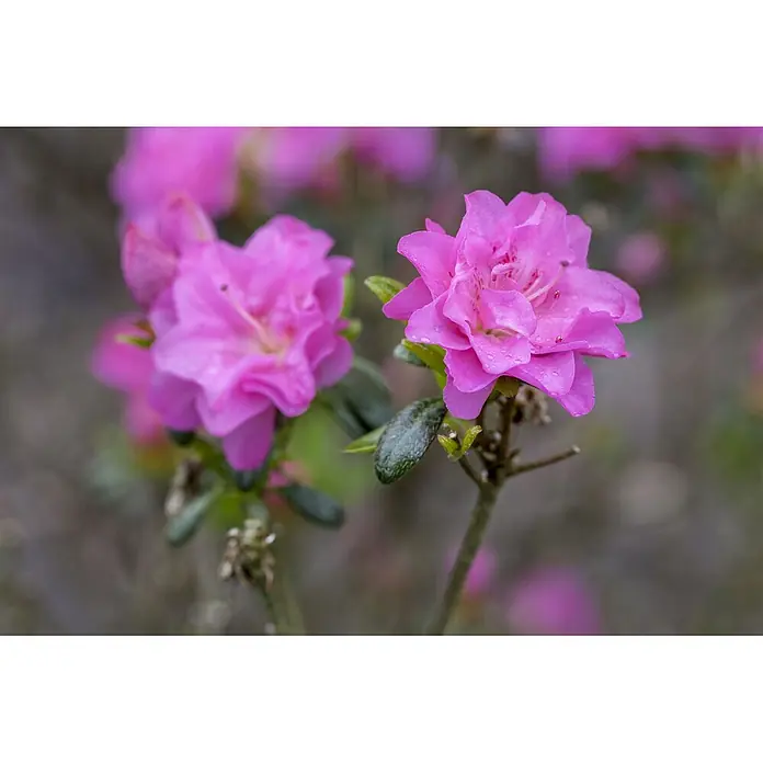 Pflanzen für dich Rhododendron 20-25 cm - Rhododendron obtusum 'Rosinetta', Blütenfarbe: Rosa - Zwei leuchtend rosa Blüten mit Wassertropfen, mit komplexen Blütenblättern und grünen Blättern.