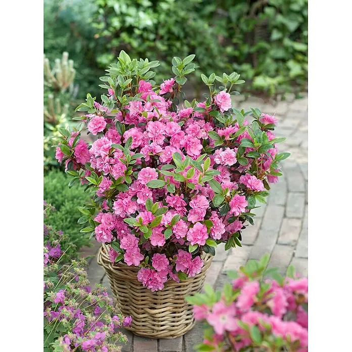 Pflanzen für dich Rhododendron 20-25 cm - Rhododendron obtusum 'Rosinetta', Blütenfarbe: Rosa - Buschige rosa Azalee mit grünen Blättern in einem geflochtenen Korb auf gepflastertem Bereich.