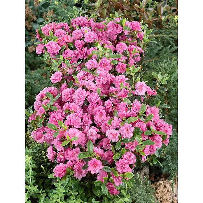 Pflanzen für dich Rhododendron 20-25 cm - Rhododendron obtusum 'Rosinetta', Blütenfarbe: Rosa - Ein leuchtend pinkfarbener Blütenstrauch mit vielen dicht gepackten Blüten und grünen Blättern.