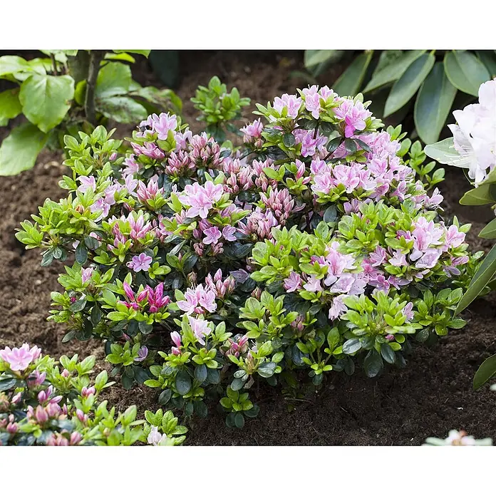 Pflanzen für dich Rhododendron 20-25 cm - Rhododendron obtusum 'Rosinetta', Blütenfarbe: Rosa - Blühende rosa Azaleenpflanze mit üppigem grünen Laub, ideal für Gärten oder Behälter.