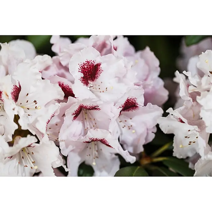Pflanzen für dich Großblumiger Rhododendron 30-40 cm - Rhododendron 'Graffito', Mehrfarbig - Blütenbündel weißer Blumen mit leuchtend roten Sprenkeln und zarten Staubgefäßen.